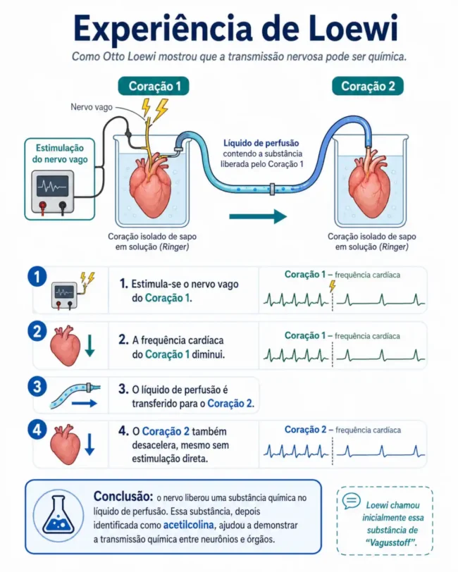 Infográfico da experiência de Loewi mostrando dois corações isolados, estimulação do nervo vago, transferência do líquido de perfusão e redução da frequência cardíaca