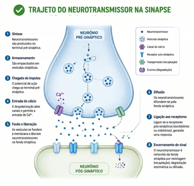 Ilustração moderna de uma sinapse mostrando neurotransmissores, vesículas, receptores e recaptação no sistema nervoso