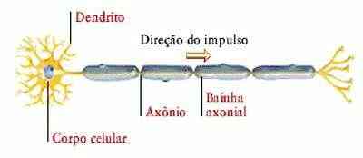 fisiologia-axonio