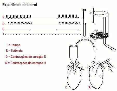 fisiologia-loewi