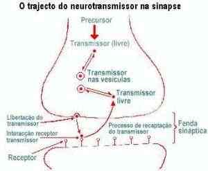 fisiologia-neurotransmissores