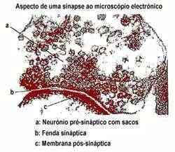 fisiologia-sinapse
